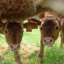 Ferme bio bienvenue_10