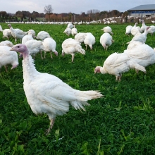 Ferme bio Gaec Bienvenue_1