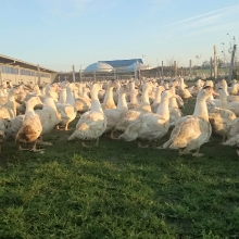 Ferme bio Gaec Bienvenue_20