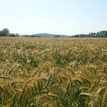 Ferme bio Gaec Bienvenue_22