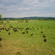 Ferme bio Gaec Bienvenue_6